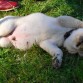 durmiendo 80 dias